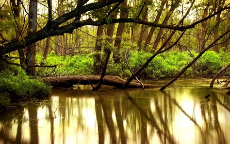 1095180 Sunlight Trees Landscape Forest Water Nature Reflection