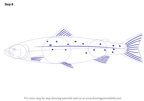 Learn How To Draw An Atlantic Salmon Fishes Step By Step Drawing