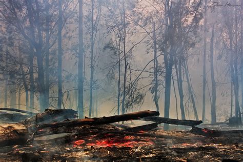 Burnt Out Forest By Drewhopper On Deviantart
