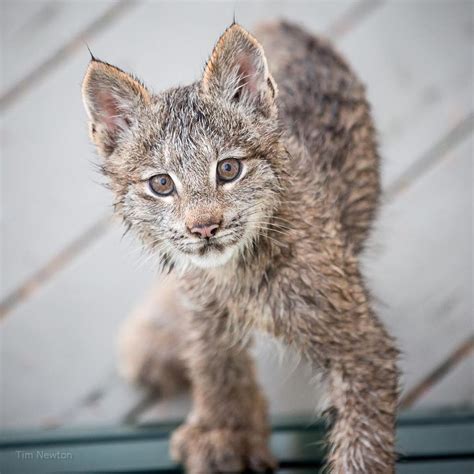 Photos Of A Mother Lynx With 7 Kittens On An Anchorage Porch Go Global
