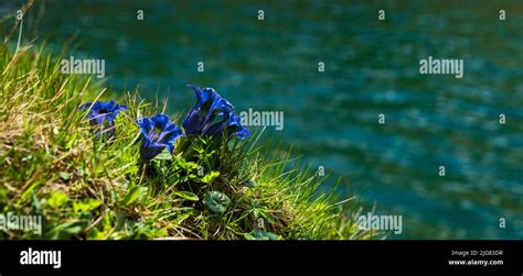 Blue Flowering Gentian Gentiana Clusii In The Allgau Alps Bavaria Hi