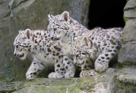 Art Of Photography Snow Leopard Cubs