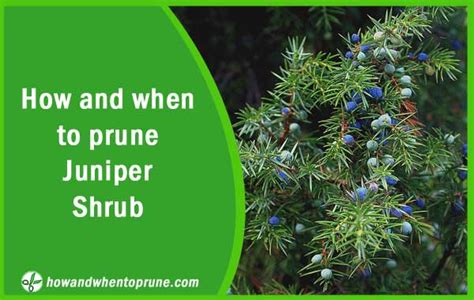 Pruning Or Trimming Juniper Shrub How And When To Prune