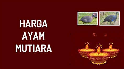 Kali ini saya akan membahas tentang siklus hidup ayam petelur. √Info Ayam Mutiara: Harga Semua Jenis 2021, Ciri-Ciri dan ...