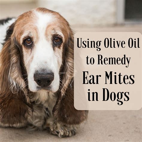 How To Cure My Dogs Ear Mites