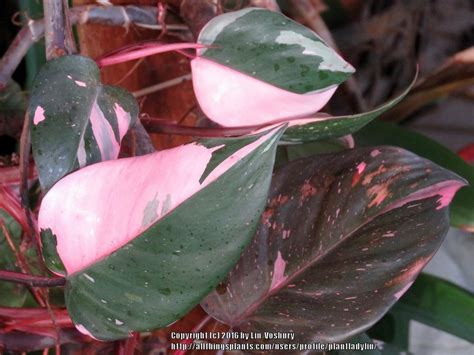 Native to colombia, it makes an excellent houseplant and will tolerate a wide range of growing conditions. Photo of the leaves of Blushing Philodendron (Philodendron ...