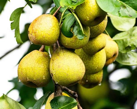 Growing Dwarf Pear Trees A Full Guide Agri Farming