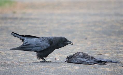 Necrowphilia Why Crows Sometimes Fornicate With The Dead Cbc Radio
