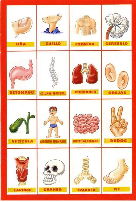 Loteria Del Cuerpo Humano Para Niños Imagui