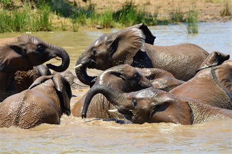 Challenges And Success Stories Of Elephants In Malawi 1 2 Travel Africa