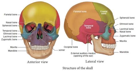 Skull Function Anatomy Structure Views And Criteria Of Neonatal