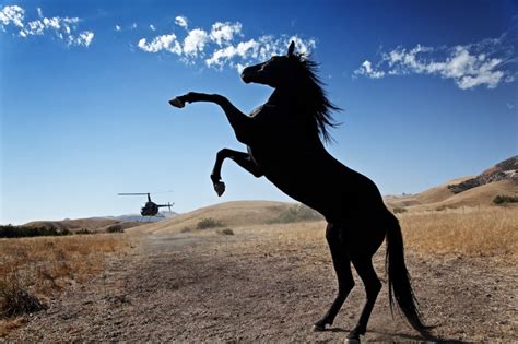 A prequel that tells the story of neera who is separated from her father during wwii. Hollywood Wild Horses Film Stephanie Martin, Robert ...
