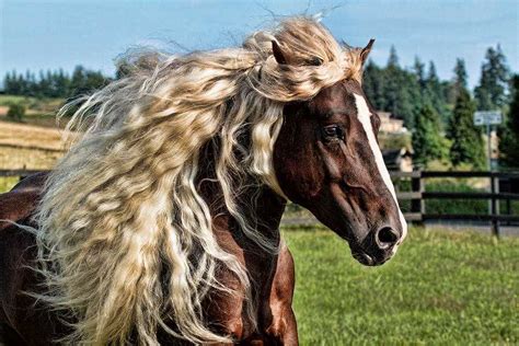 Top 5 Rare And Most Unique Horse Breeds Page 5