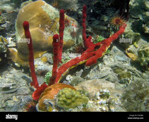 Red Sponge And Sea Urchins St John Virgin Islands Virgin