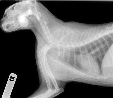 Feline Skull Radiographs