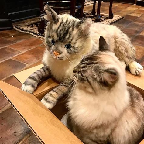 Should such a version become available we'll be sure to look into carrying it. Realistic Plush of Your Pet, Petsies Forevers | Petsies