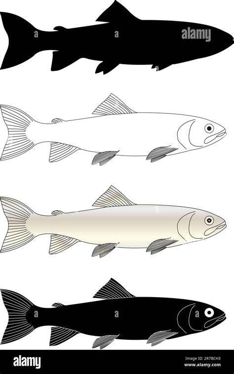 Trout Fish Vector Stock Vector Image And Art Alamy