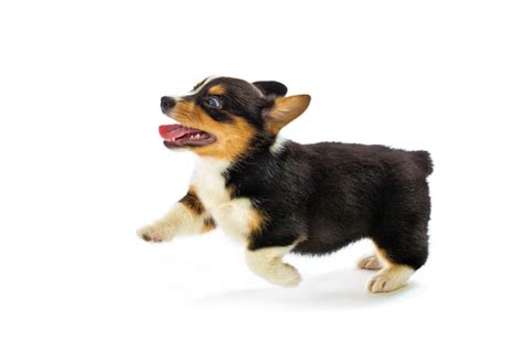 Use them in commercial designs under lifetime, perpetual & worldwide rights. Pembroke Welsh Corgi Purebred Puppy Running Pose On White Background Stock Photo - Download ...