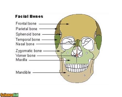 Human Skull Cranial Bones Anatomy
