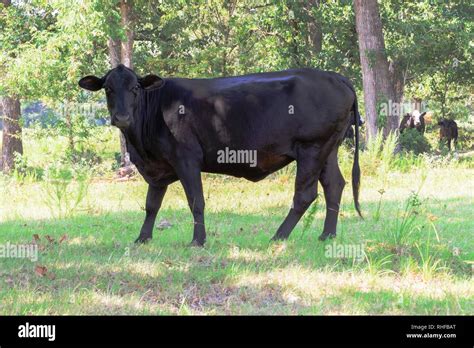 Black Cows Roaming On A Ranch With Grass And Trees Stock Photo Alamy
