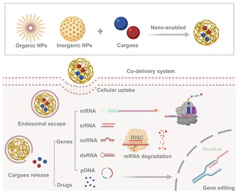 IJMS Free Full Text Recent Advances In Nanoparticle Mediated Co