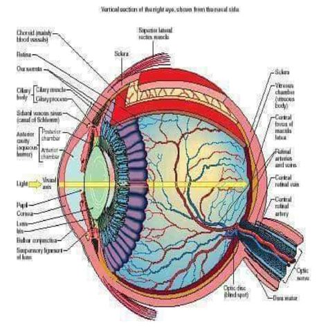 Human Eye Anatomy Nurseinfo
