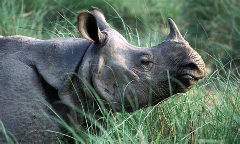 Nepals Population Of Greater One Horned Rhinos Is