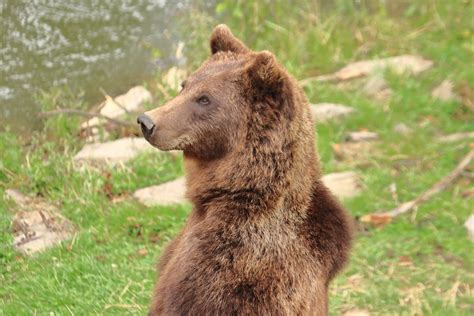 European Brown Bear July 2020 Zoochat