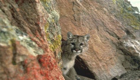 Usa Jogger Kills A Cougar With Bare Hands In Colorado