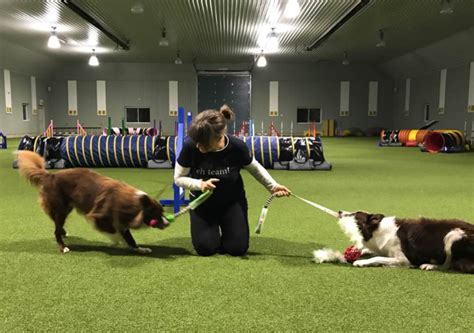 The Duration Of The Tug Sessions Susan Garretts Dog Training Blog