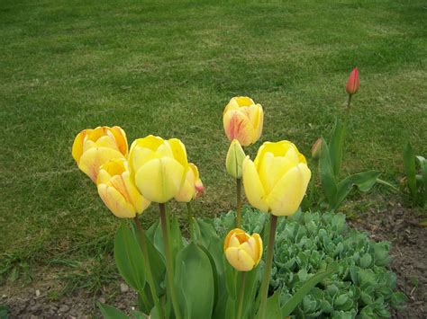Spring and summer flowers uk. Summer Flower