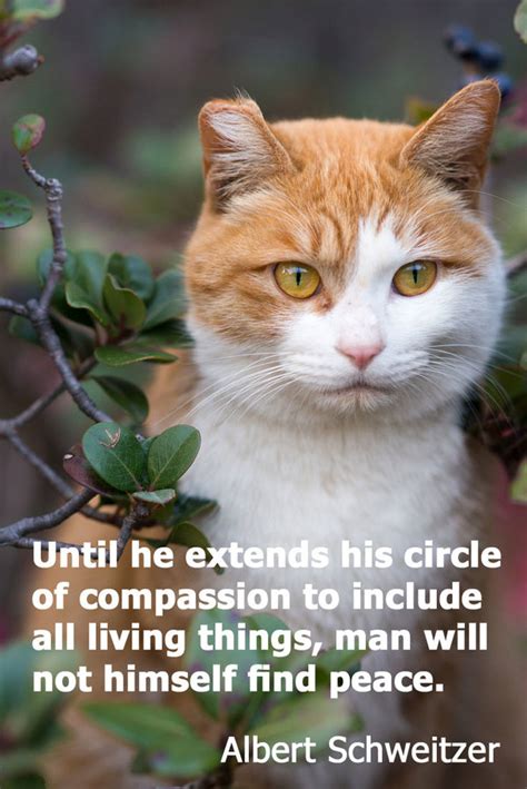 7 Inspurrational Quotes For Proud Lovers Of Feral Cats Thecatsite