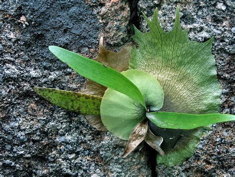 Celebrating Nature Through Biomimicry Design⎜nature Bound Australia