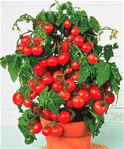 Pot N Patio Cherry Tomato Seed