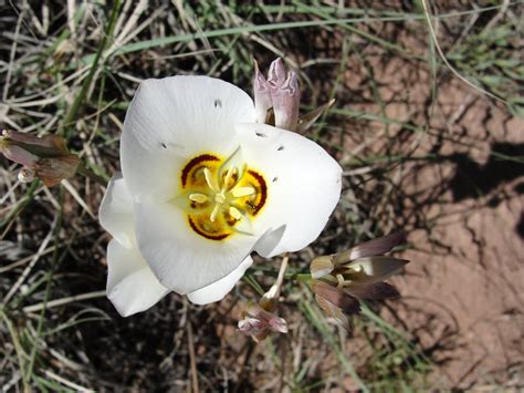 What Is Utahs State Flower Flower Information