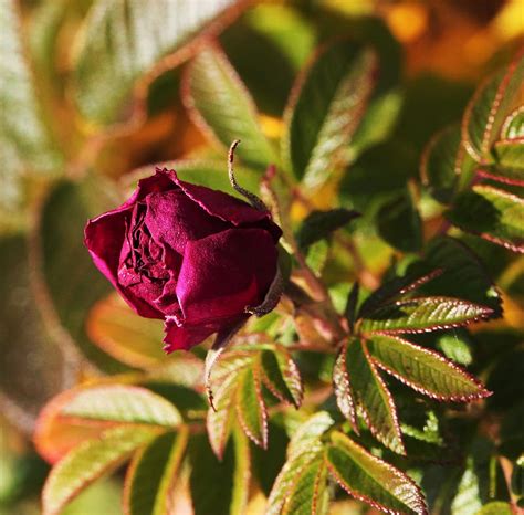 Meski dapat berbunga di musing panas hingga musim gugur, dahlia termasuk bunga yang telat. Gambar dan Wallpaper Bunga 💕💕: Gambar Bunga Mawar Yang Gugur