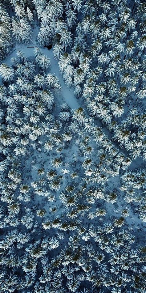 Winter Pine Trees Wallpapers Top Free Winter Pine Trees Backgrounds