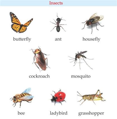 Name Of Worms Insects In Nepali And English Language Insects