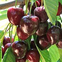 Carambola/star fruit tree grafted in a 3 gallon container. Compact Stella Cherry Tree