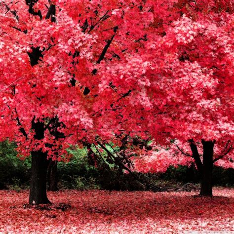 Pink Autumn Foliage 4k Hd Desktop Wallpaper For 4k Ultra