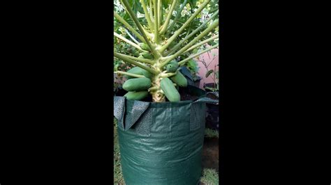 How To Air Layering Papaya Tree 100 Mencangkok Pepaya Youtube