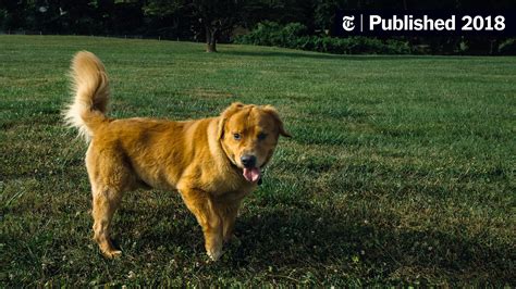 Dogs with liver disease may also be recommended a low. Popular Grain-Free Dog Foods May Be Linked to Heart ...