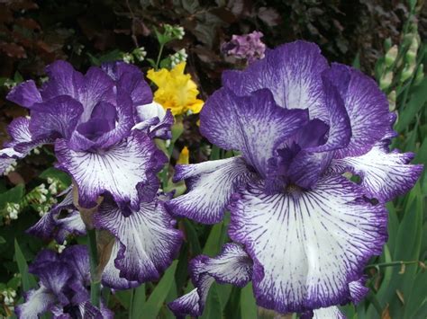 If your iris didn't flower well this year it could be that they are in too much shade or that they need dividing. Doddington Place Gardens - » Irises of Sissinghurst ...