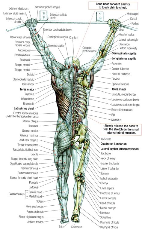 Back Stretching Muscle Anatomy Human Anatomy And Physiology