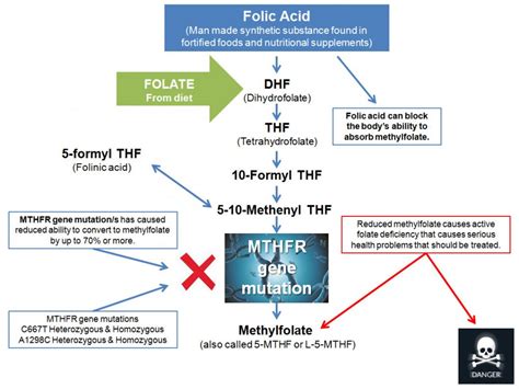Mthfr Folic Acid Pathway Mthfr Gene Health™