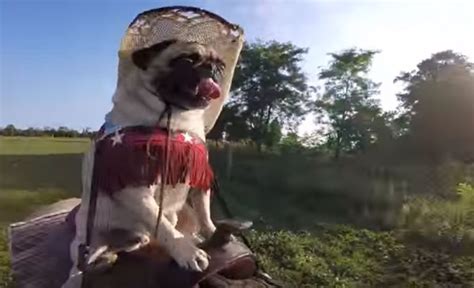 Video Pug Takes A Ride On A Horse Omg This Is
