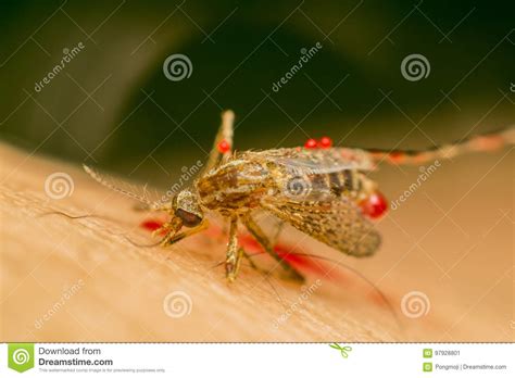 Macro Of Smashed Mosquito Aedes Aegypti To Died Stock Image Image