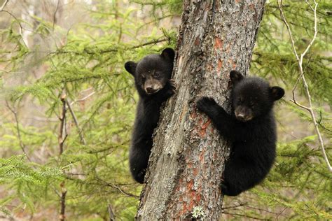 Scared Black Bear Cubs And Crying Babies Can Sound Similar Enough Alike