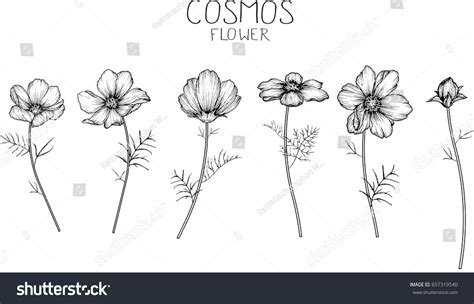 Cosmos Flowers Drawing Sketch Lineart On 库存矢量图（免版税）657319540 Shutterstock