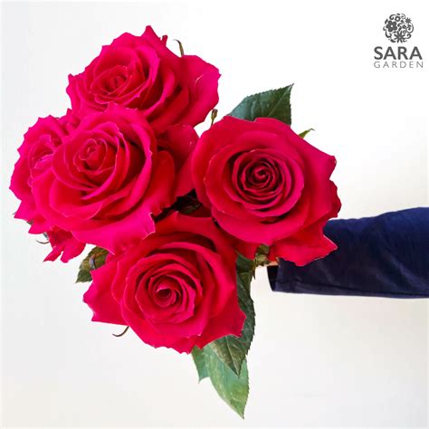 Gotcha – Sara Garden